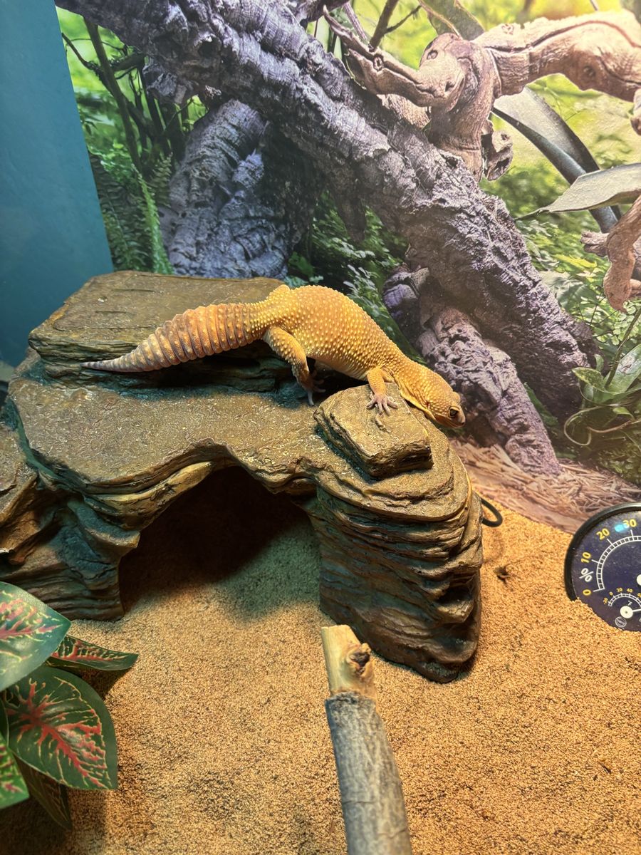 Fancy Leopard Gecko
