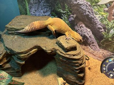 Fancy Leopard Gecko