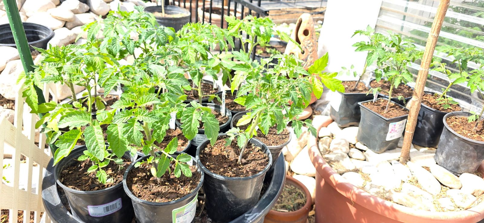 Tomato Plants Brandywine, Beefsteak, Cherry, More