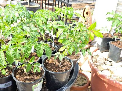 Tomato Plants Brandywine, Beefsteak, Cherry, More