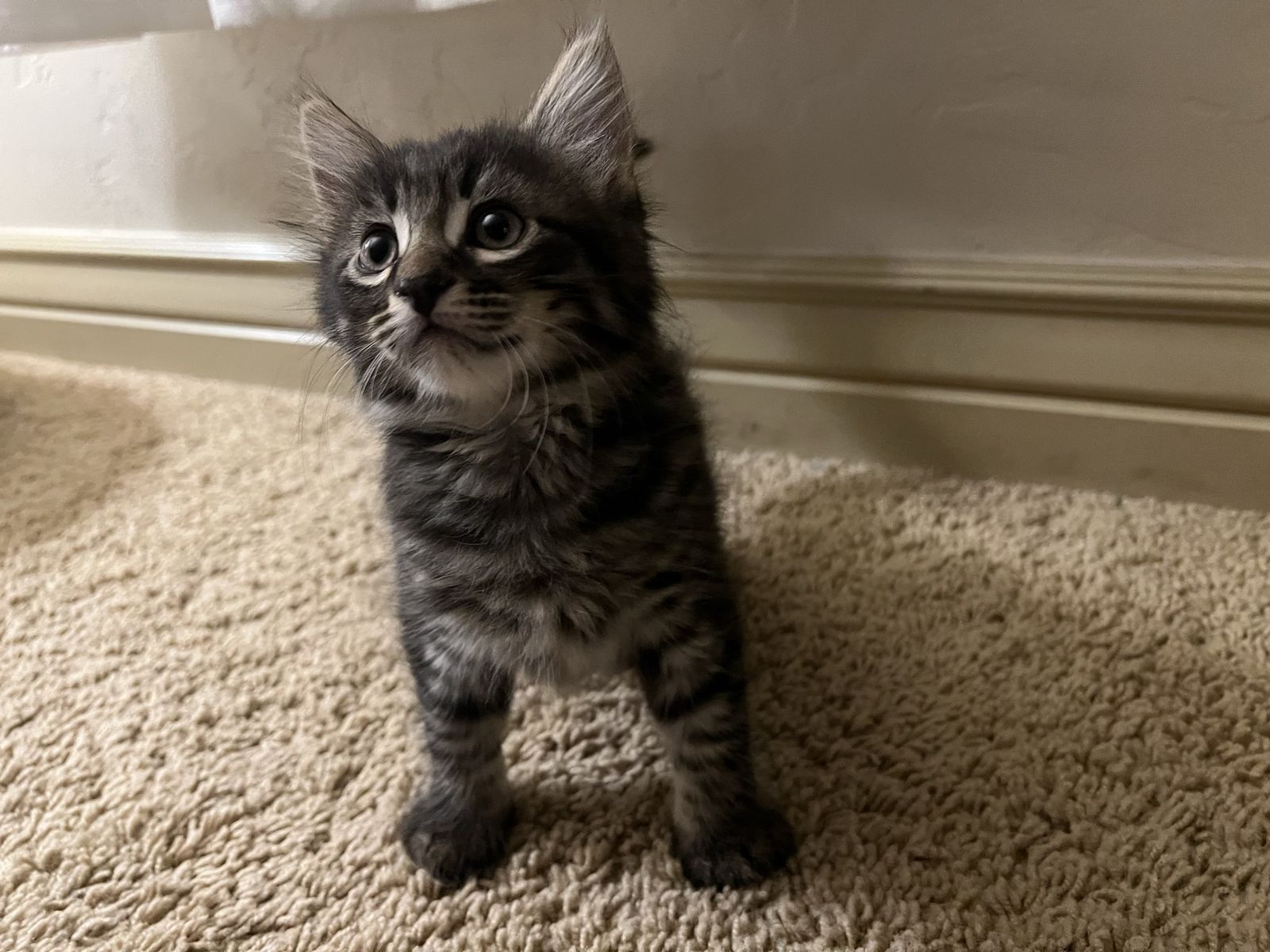 Kittens