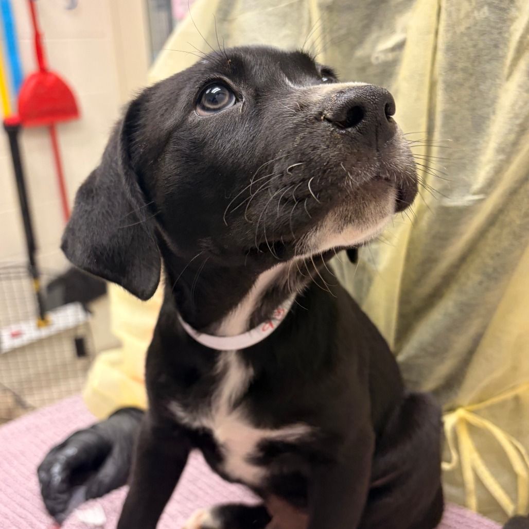 Hello my name is Black Bean Rose
