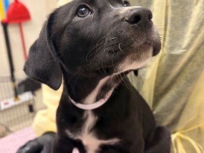 Hello my name is Black Bean Rose