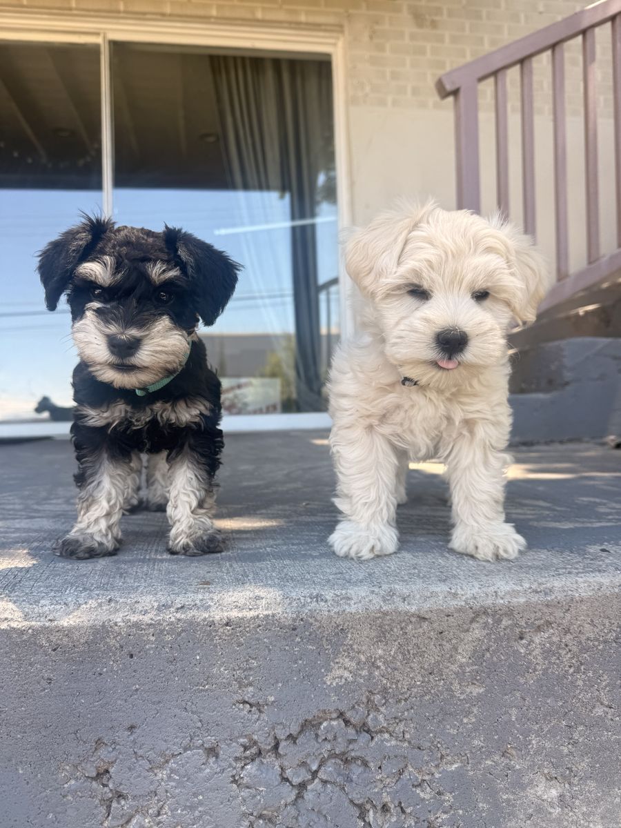 AKC MINIATURE SCHNAUZER PUPPIES