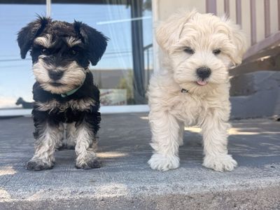AKC MINIATURE SCHNAUZER PUPPIES
