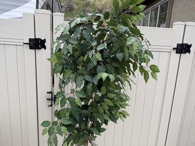 6 ft Artificial fake tree $60 cash/venmo in Draper