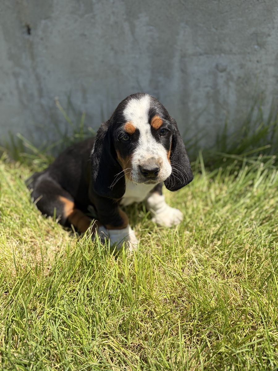 AKC Registered Basset Hound Puppies - Tri-color & Lemon - 7 Weeks Old, Shots & De-wormed
