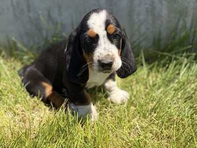 AKC Registered Basset Hound Puppies - Tri-color & Lemon - 7 Weeks Old, Shots & De-wormed