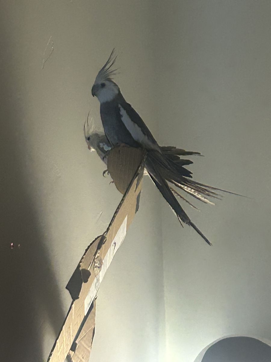 Main image 4