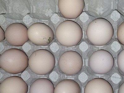 (B)lue (B)lk (S)plash English Orpington Hatch Eggs