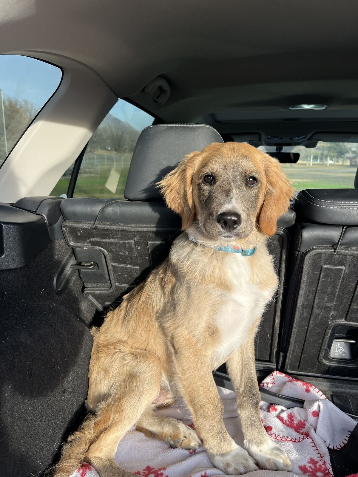 Four month old Bernadoodle