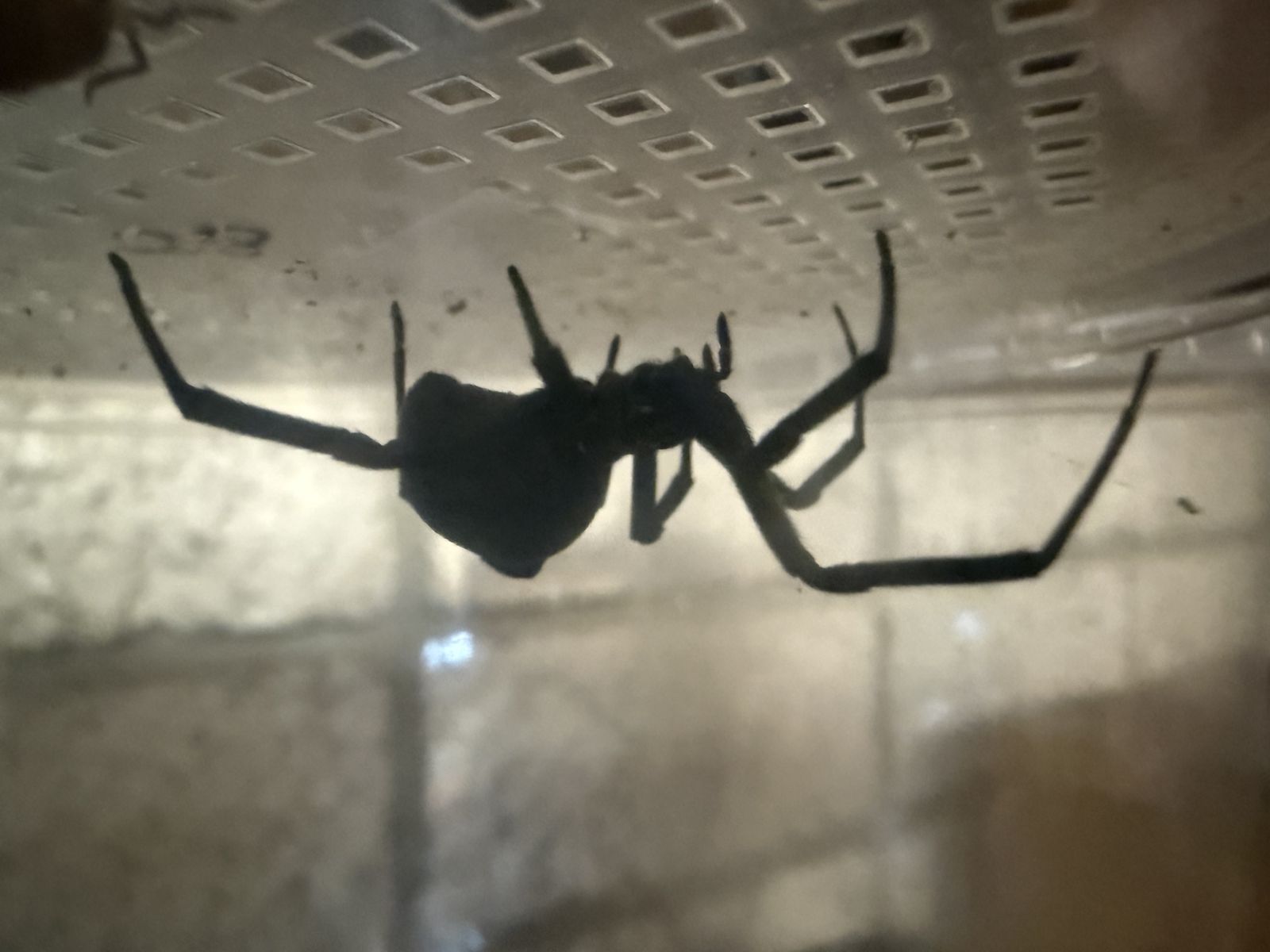 Tarantulas/Scorpions/Millipedes/Isopods