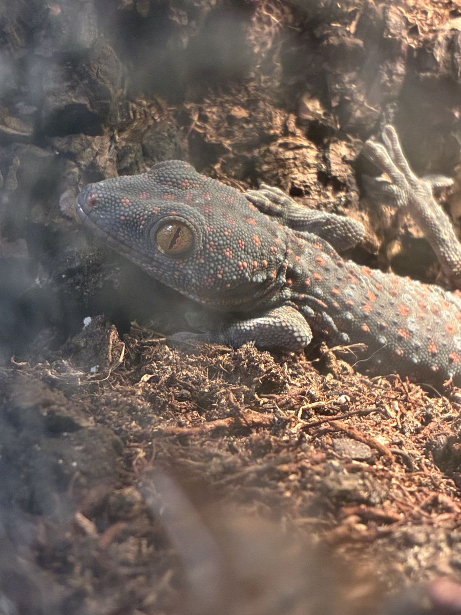 Reptiles 