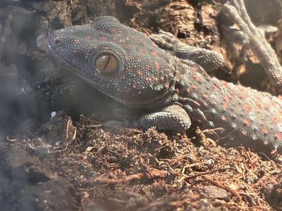 Reptiles
