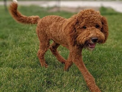 Poodle Very Sweet proven Stud