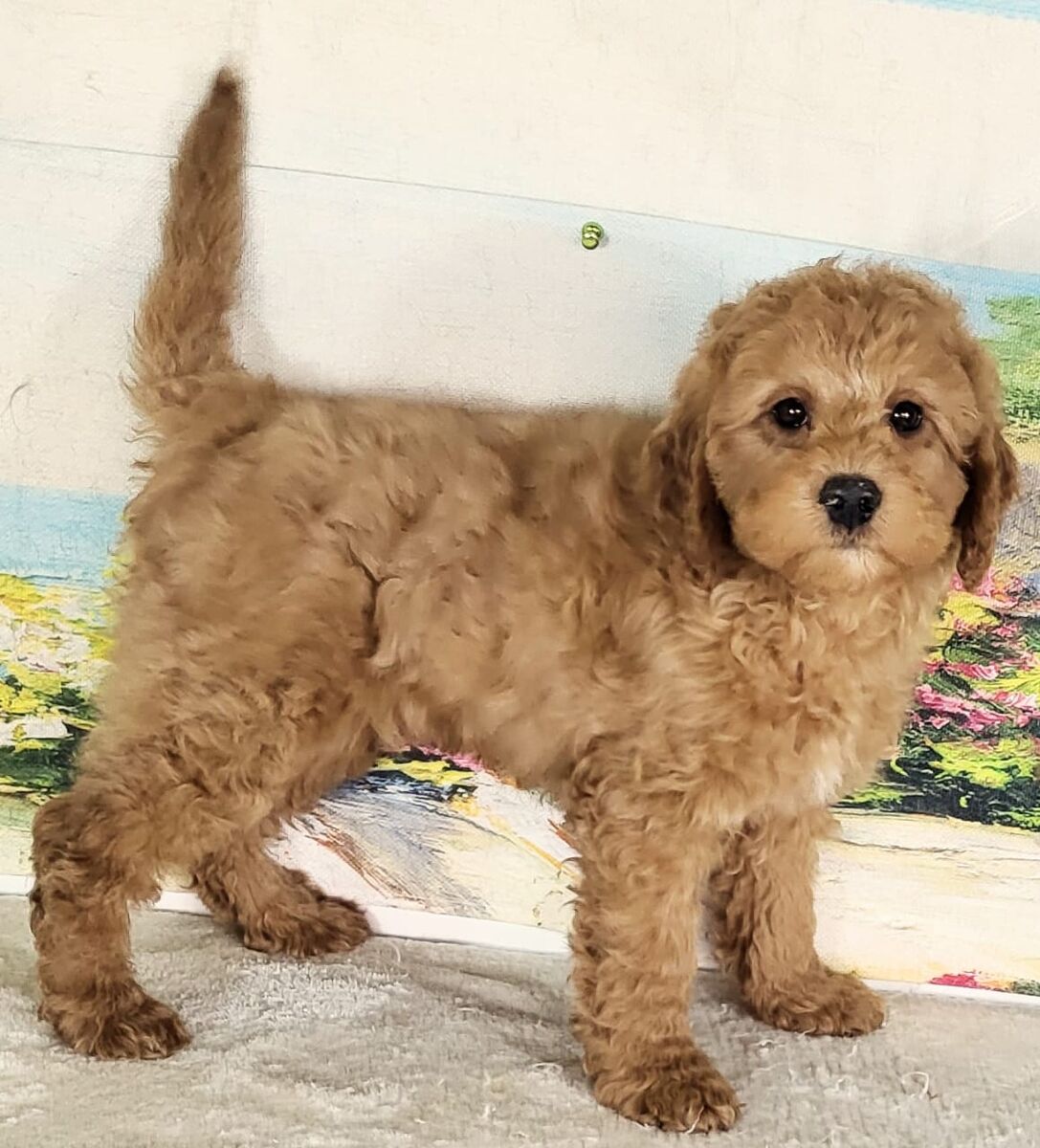 Micro Goldendoodle - Boy Austin $1800