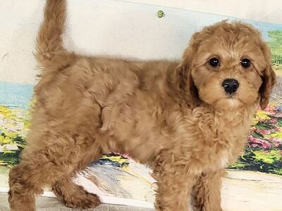 Micro Goldendoodle - Boy Austin $1800