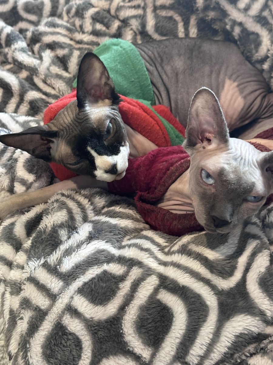Bonded Sphynx cats