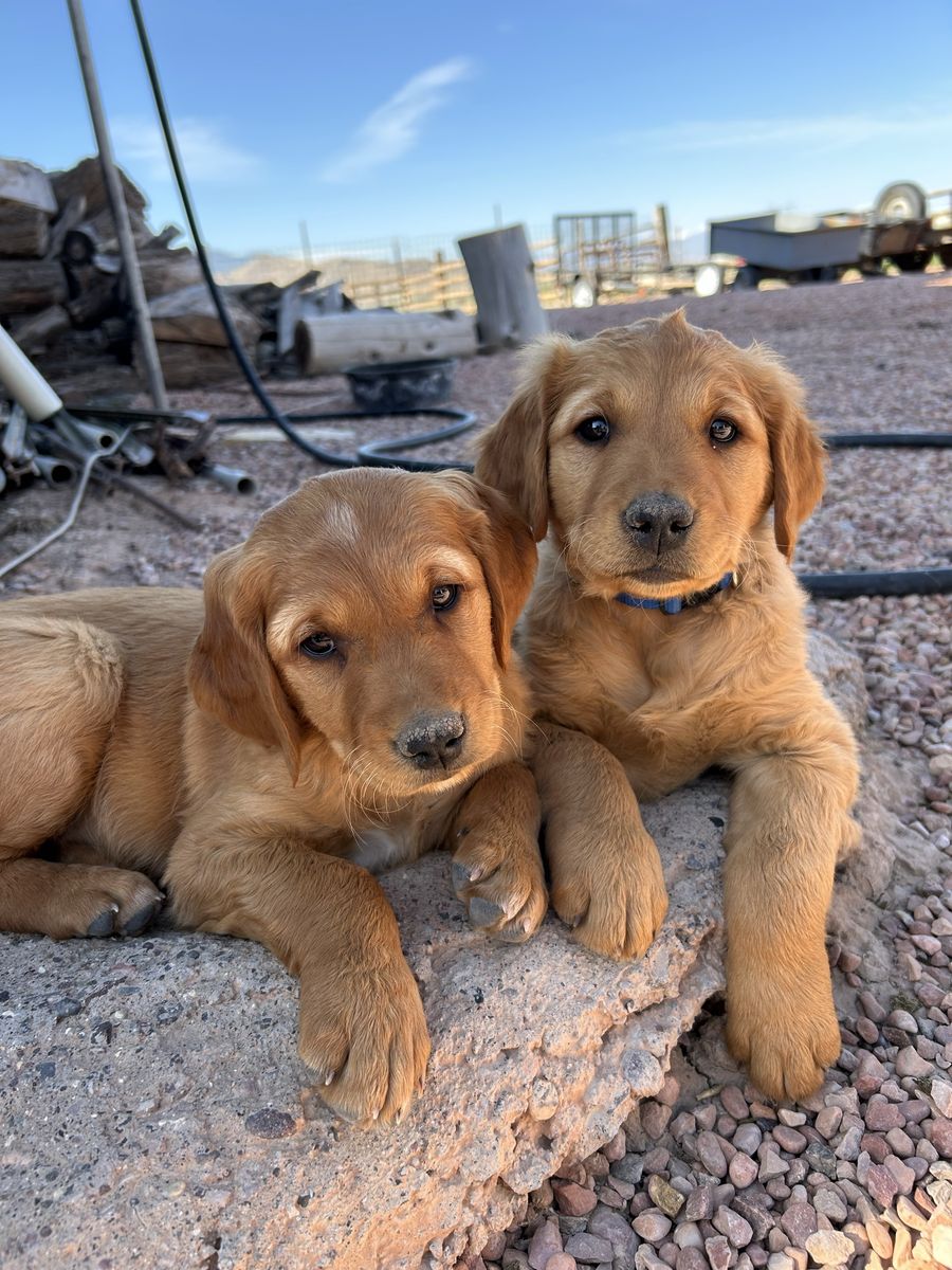 AKC Dark Red Field-Bred Golden Retriever