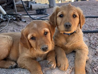 AKC Dark Red Field-Bred Golden Retriever