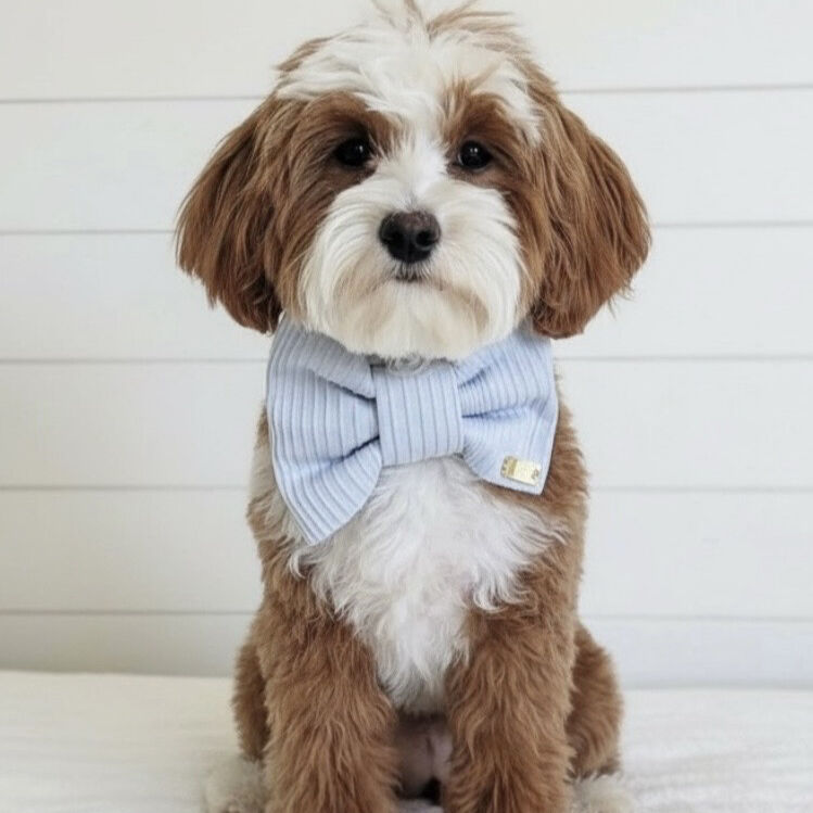 100% CLEAR Bb 7lb Goldendoodle Stud