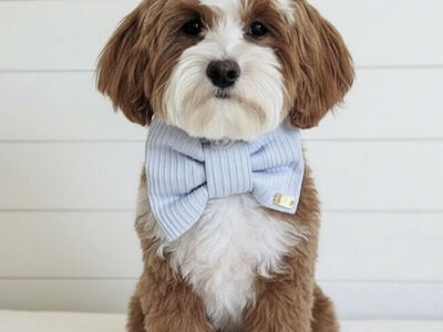 100% CLEAR Bb 7lb Goldendoodle Stud