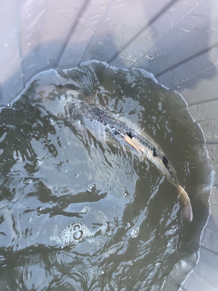 Koi fish for sale. 14-24” koi for sale. We have all different colors of koi. Give me a text with any questions.$100 OBO