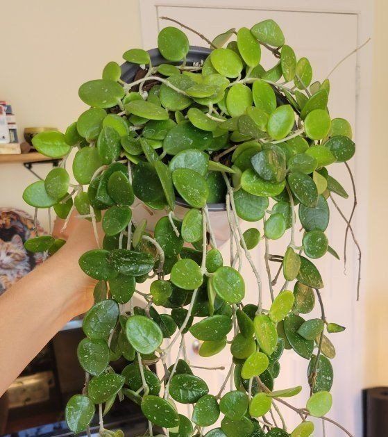 Hoya Mathilde Live Trailing Houseplant in 6" Pot