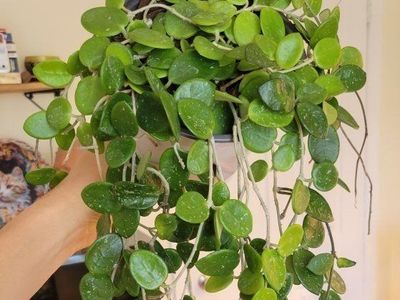 Hoya Mathilde Live Trailing Houseplant in 6" Pot