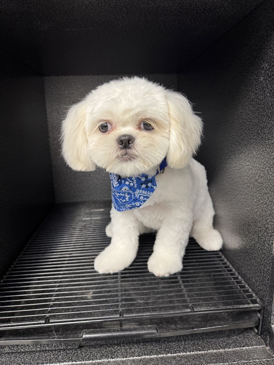 Shih Tzu 6mos