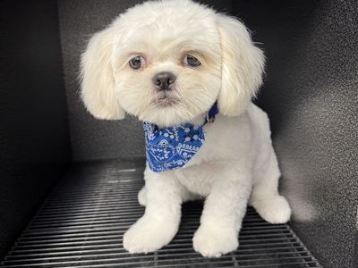 Shih Tzu 6mos