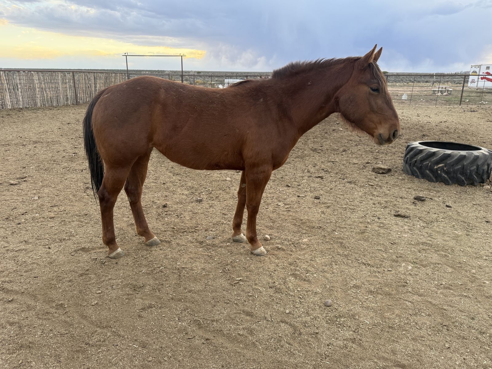 AQHA CHESTNUT MARE 3 Y/O