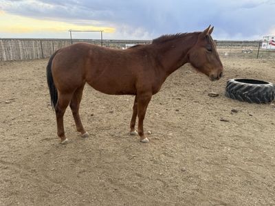 AQHA CHESTNUT MARE 3 Y/O
