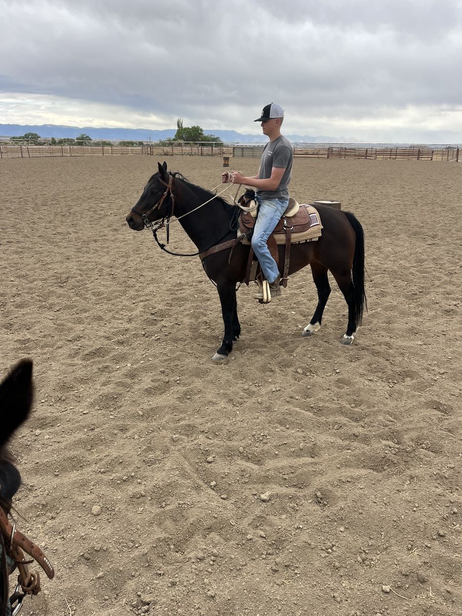 6 Year Old Mare