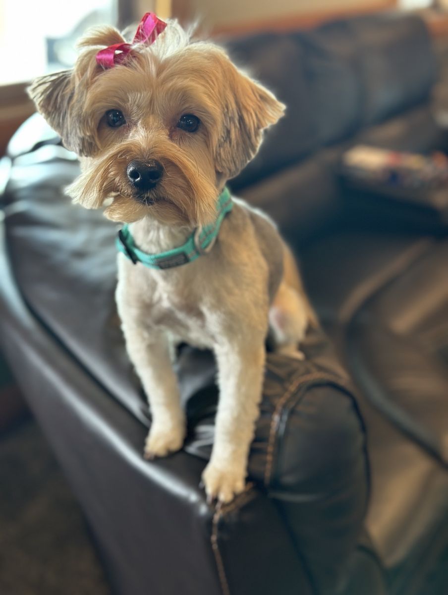 Female Yorkie
