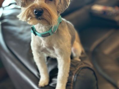 Female Yorkie