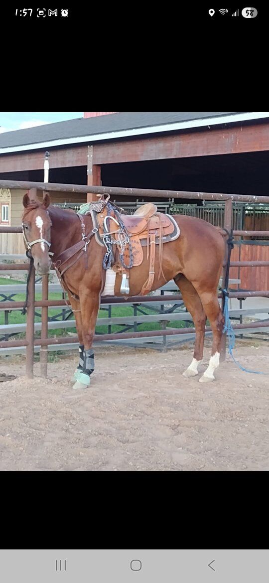 2017 all around gelding