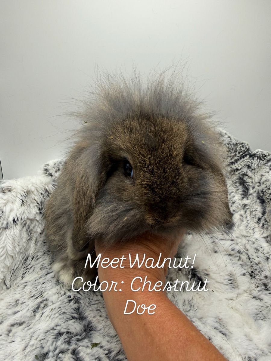 Teddywidder Bunnies ***reduced