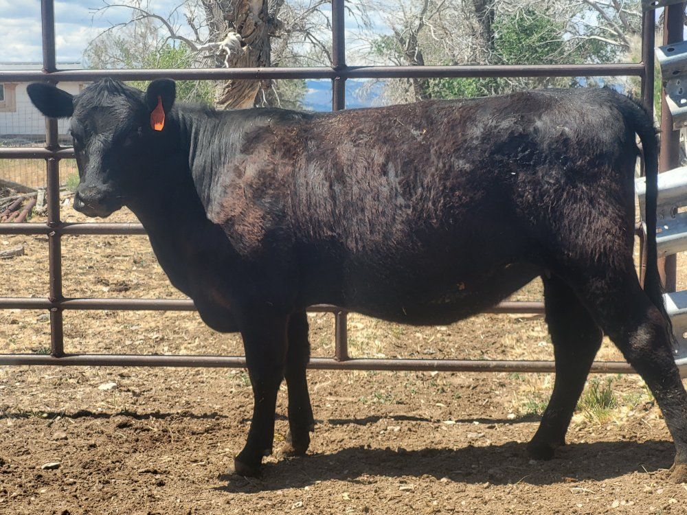 Registered Angus Heifer