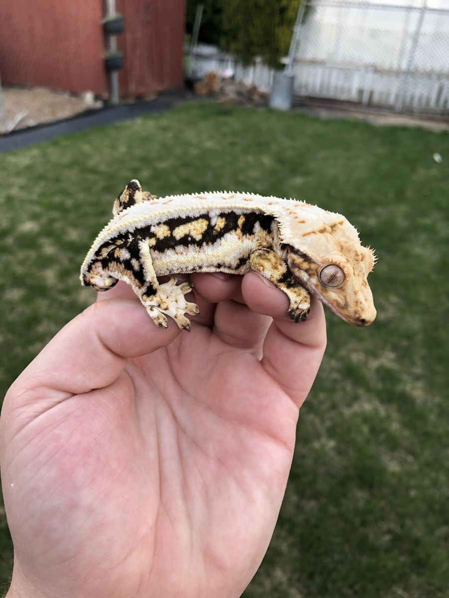 Male Lilly white crested gecko