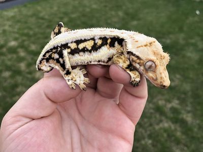 Male Lilly white crested gecko
