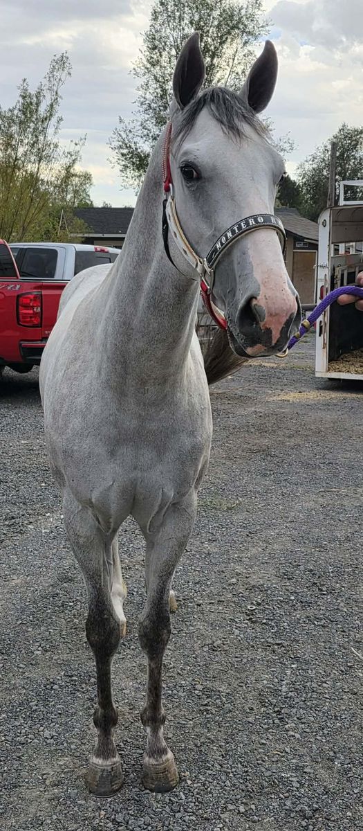 2 year old gelding