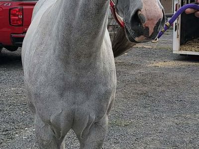 2 year old gelding