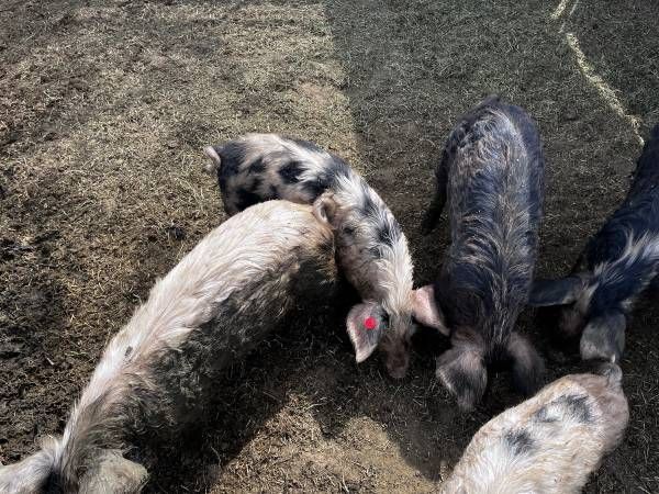 GLOUCESTERSHIRE OLD SPOTS PIGS