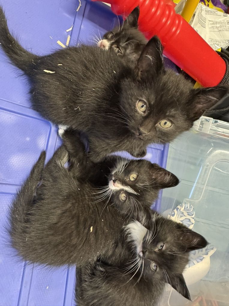 Adorable Kittens!