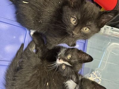 Adorable Kittens!