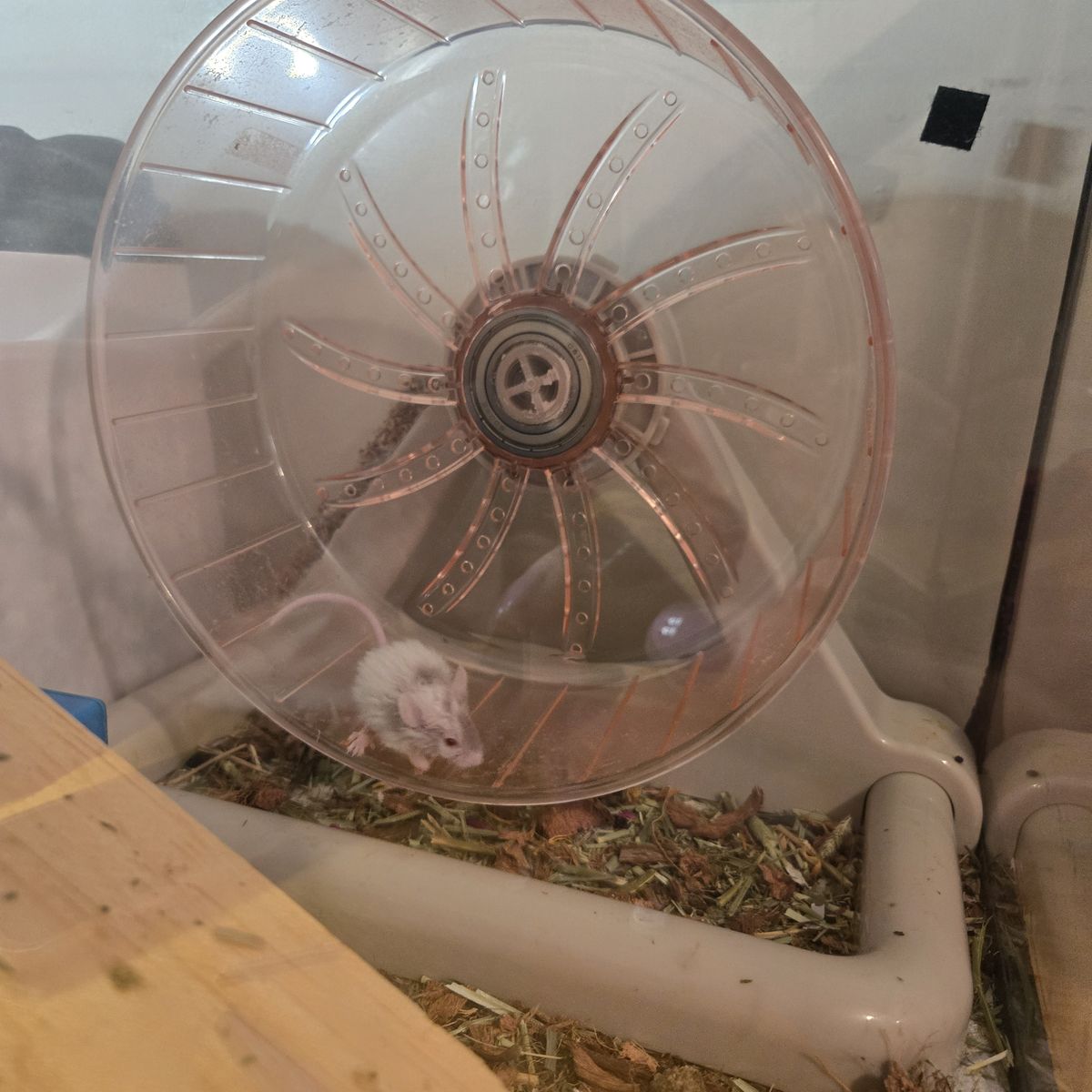 Baby Curly Mice