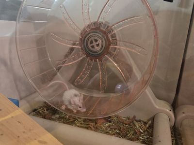 Baby Curly Mice