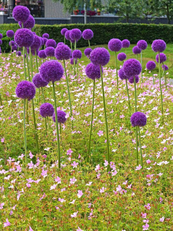 10 Allium Seeds for $1