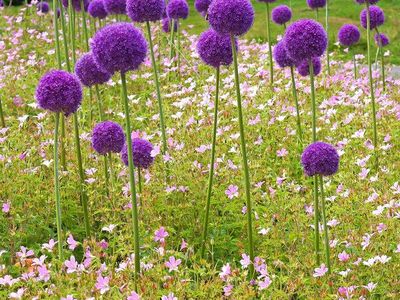 10 Allium Seeds for $1